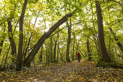 KA_151011_7 / Tilia cordata / Lind