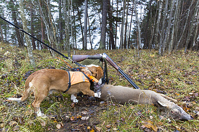 KA_151105_21 / Capreolus capreolus / Rådyr