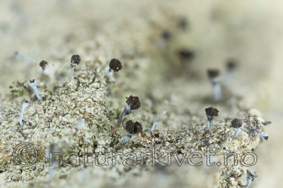 KA_151113_cinerea / Chaenotheca cinerea / Huldrenål