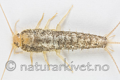 KA_160104_longicaudata_1