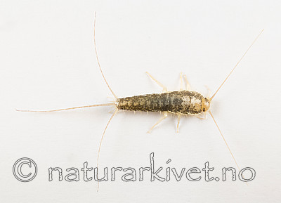 KA_160104_longicaudata_3