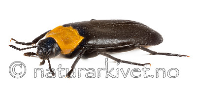 KA_160122_aphana_lateral / Phryganophilus ruficollis