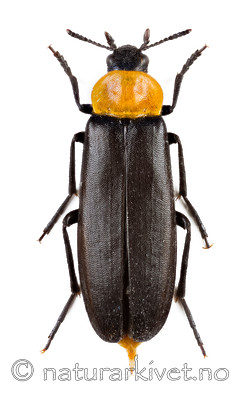 KA_160122_ruficollis_dorsal / Phryganophilus ruficollis