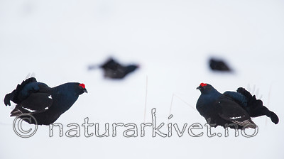 KA_160402_114 / Tetrao tetrix / Orrfugl