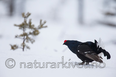 KA_160402_136 / Tetrao tetrix / Orrfugl