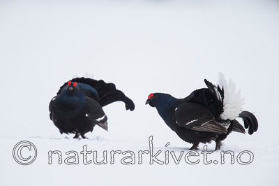 KA_160402_147 / Tetrao tetrix / Orrfugl