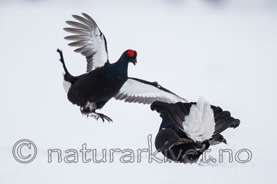 KA_160402_151 / Tetrao tetrix / Orrfugl