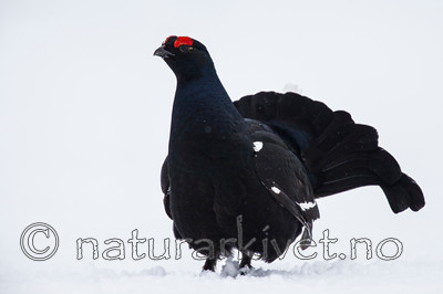 KA_160402_193 / Tetrao tetrix / Orrfugl