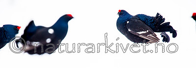 KA_160402_203 / Tetrao tetrix / Orrfugl