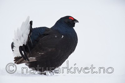 KA_160402_209 / Tetrao tetrix / Orrfugl