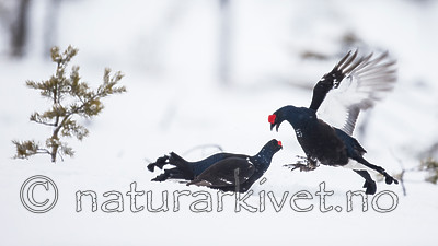 KA_160402_220 / Tetrao tetrix / Orrfugl