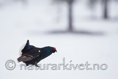 KA_160402_249 / Tetrao tetrix / Orrfugl