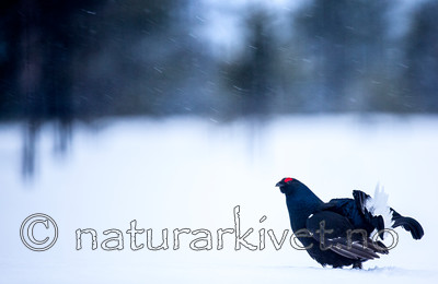 KA_160402_27 / Tetrao tetrix / Orrfugl