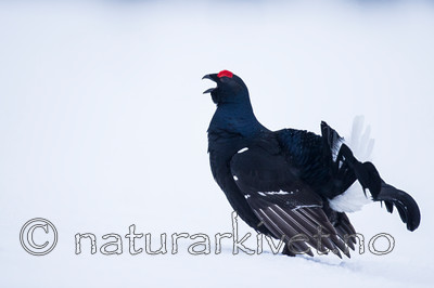 KA_160402_48 / Tetrao tetrix / Orrfugl