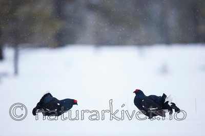 KA_160402_67 / Tetrao tetrix / Orrfugl