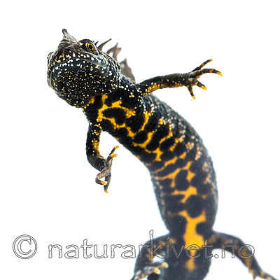 KA_160501_23 / Triturus cristatus / Storsalamander