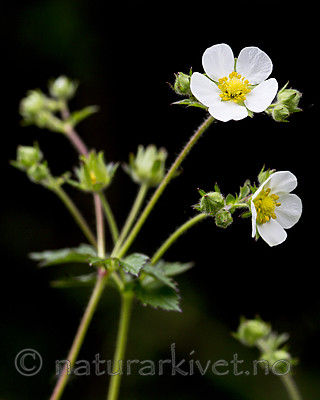 KA_160509_32 / Drymocallis rupestris / Hvitmure