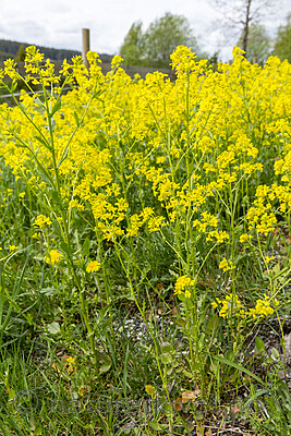 KA_160521_1 / Barbarea vulgaris / Vinterkarse