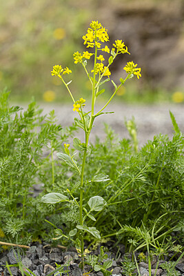 KA_160521_38 / Barbarea vulgaris / Vinterkarse