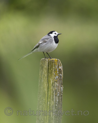 KA_160521_60 / Motacilla alba / Linerle