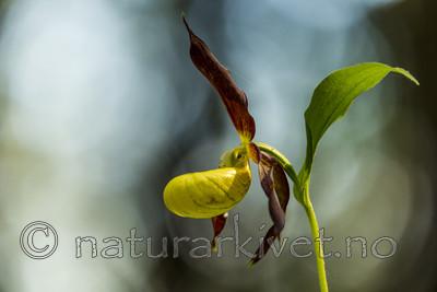 KA_160604_2 / Cypripedium calceolus / Marisko