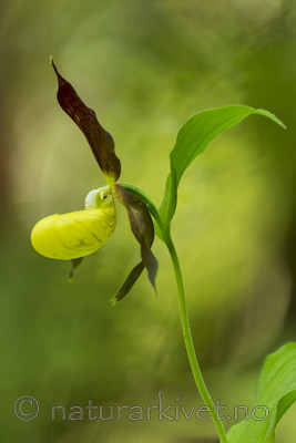 KA_160604_5 / Cypripedium calceolus / Marisko