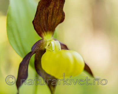KA_160604_55 / Cypripedium calceolus / Marisko