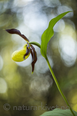 KA_160604_65 / Cypripedium calceolus / Marisko