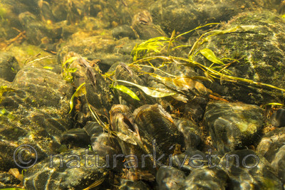 KA_160605_17 / Margaritifera margaritifera / Elvemusling