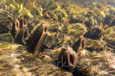 KA_160605_19 / Margaritifera margaritifera / Elvemusling