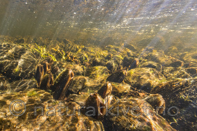 KA_160605_20 / Margaritifera margaritifera / Elvemusling