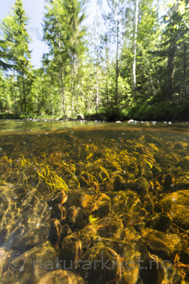 KA_160605_29 / Margaritifera margaritifera / Elvemusling