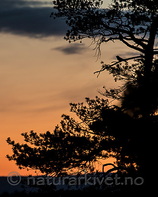 KA_160605_3 / Caprimulgus europaeus / Nattravn