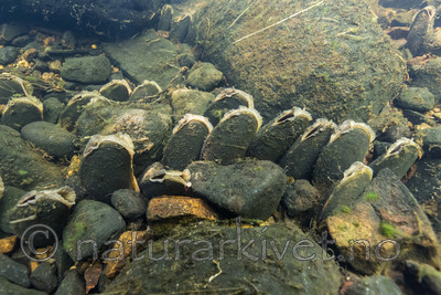 KA_160605_30 / Margaritifera margaritifera / Elvemusling