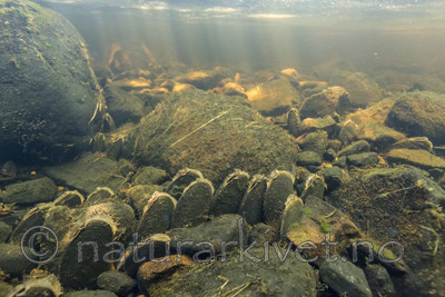 KA_160605_31 / Margaritifera margaritifera / Elvemusling