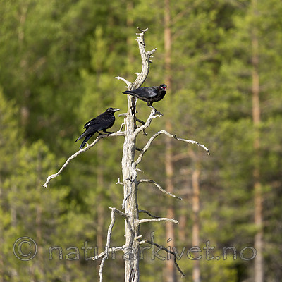 KA_160623_12 / Corvus corax / Ravn