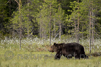 KA_160623_79 / Ursus arctos / Brunbjørn