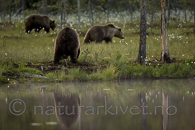 KA_160624_107 / Ursus arctos / Brunbjørn