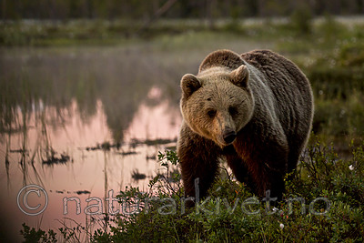 KA_160624_119 / Ursus arctos / Brunbjørn