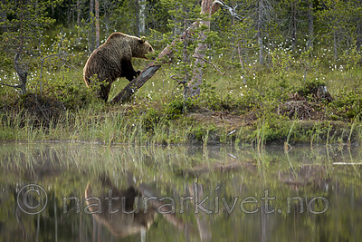 KA_160624_20 / Ursus arctos / Brunbjørn