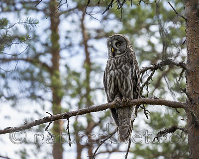 KA_160624_207 / Strix nebulosa / Lappugle