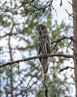 KA_160624_209 / Strix nebulosa / Lappugle