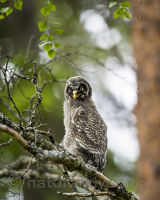 KA_160624_222 / Strix nebulosa / Lappugle