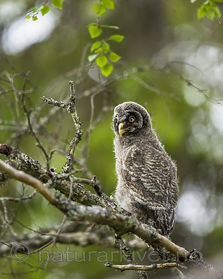 KA_160624_223 / Strix nebulosa / Lappugle