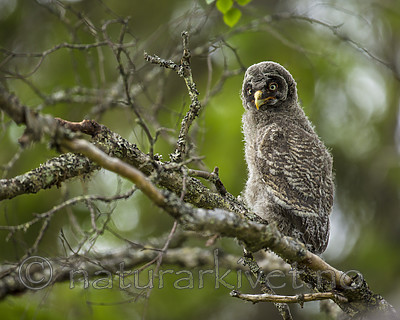 KA_160624_224 / Strix nebulosa / Lappugle