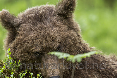 KA_160624_270 / Ursus arctos / Brunbjørn
