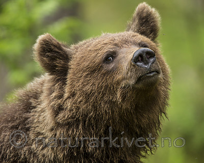 KA_160624_278 / Ursus arctos / Brunbjørn
