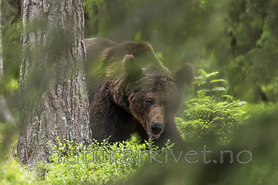 KA_160624_308 / Ursus arctos / Brunbjørn