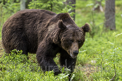 KA_160624_311 / Ursus arctos / Brunbjørn