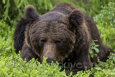 KA_160624_320 / Ursus arctos / Brunbjørn